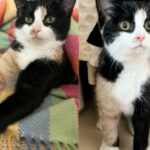 They Welcome Very Shy Young Cat into Their Home, It Turns Out to Be Best Decision as They Watch Her Shine