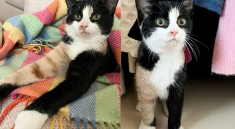 They Welcome Very Shy Young Cat into Their Home, It Turns Out to Be Best Decision as They Watch Her Shine
