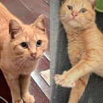 They Went to Search for Community Cat but Came Back with Tabby Kitten Instead, It was Meant to Be