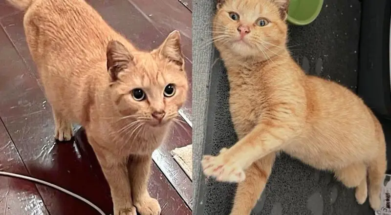 They Went to Search for Community Cat but Came Back with Tabby Kitten Instead, It was Meant to Be