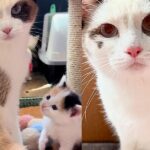Tiny Squeaks Lead Person to Cat and Kittens Under Shed, Their Lives Take a Turn for the Better
