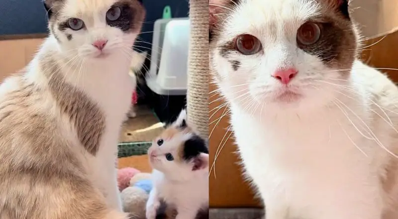Tiny Squeaks Lead Person to Cat and Kittens Under Shed, Their Lives Take a Turn for the Better