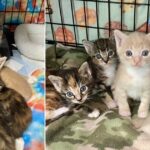 Treasure Discovered When Cat Mom and Her New Kittens Rescued from Crumbling Vintage Store