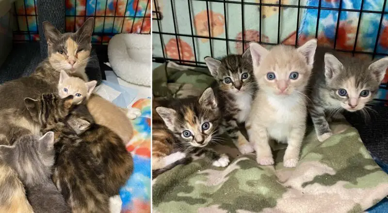 Treasure Discovered When Cat Mom and Her New Kittens Rescued from Crumbling Vintage Store