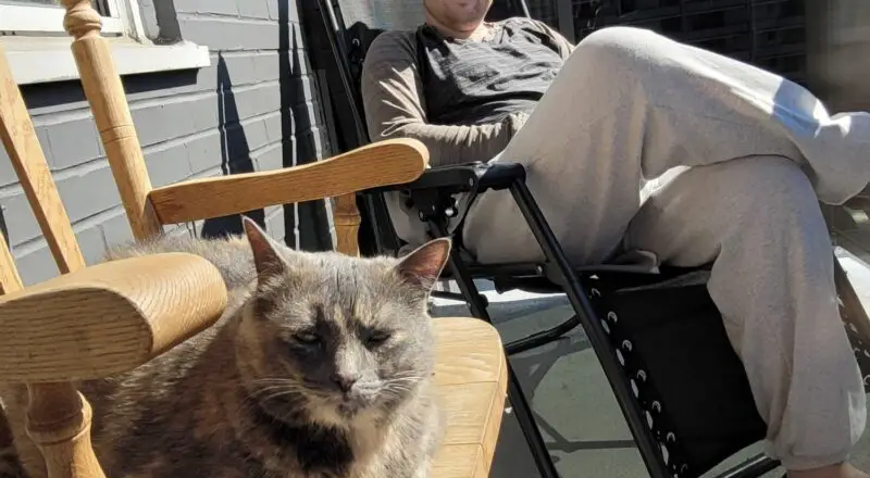 Tuna’s Downtown Happy Tail 🌃 — Toronto Cat Rescue