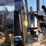 Twenty-Three Cats Rescued From Boat in Florida Look Forward to Life on Land