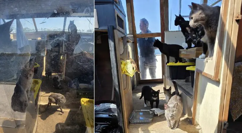 Twenty-Three Cats Rescued From Boat in Florida Look Forward to Life on Land