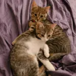 Two Opposite Peas in a Pur-fect Pod — Toronto Cat Rescue