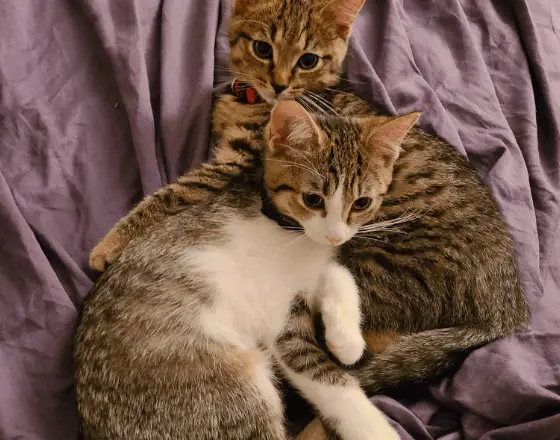 Two Opposite Peas in a Pur-fect Pod — Toronto Cat Rescue