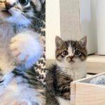 Two Small Cats Show Up in Parking Lot, Keeping Each Other Close the Entire Time Until Help Arrives