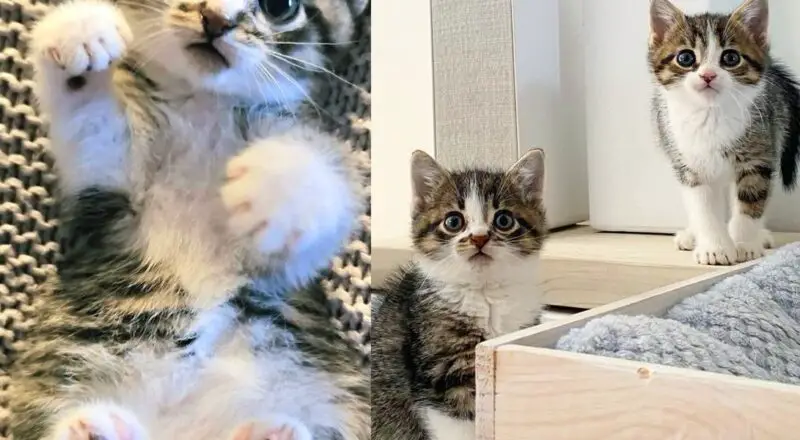 Two Small Cats Show Up in Parking Lot, Keeping Each Other Close the Entire Time Until Help Arrives