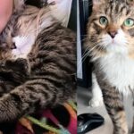 Woman Takes Shelter Cat into Her Care to Give Him Soft Landing, the Cat Decides He’s Not Going Anywhere