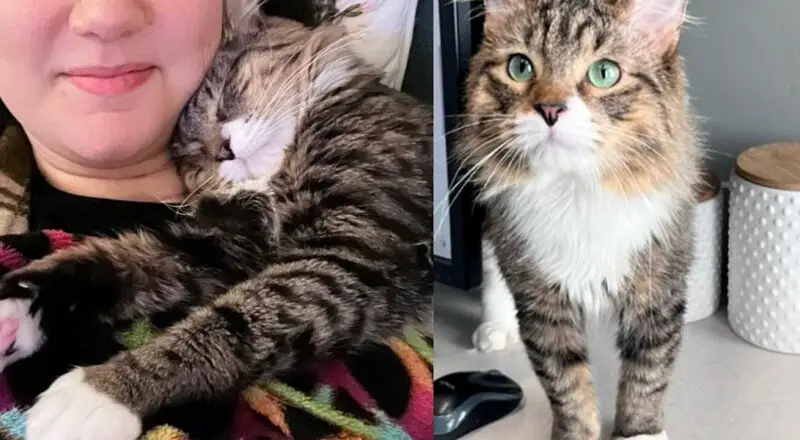 Woman Takes Shelter Cat into Her Care to Give Him Soft Landing, the Cat Decides He’s Not Going Anywhere