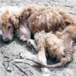 Сharlie’s Heartwarming Recоvery After Βeing Abandоned