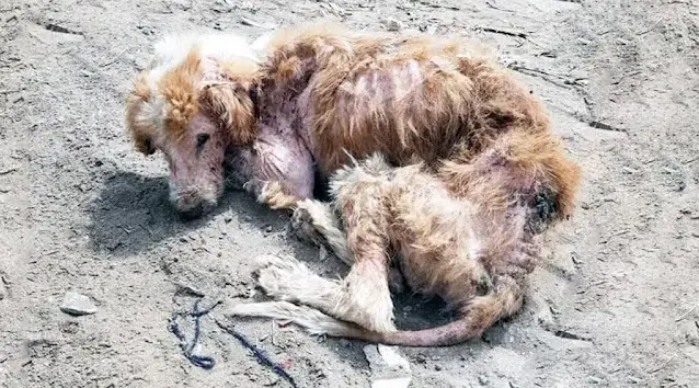 Сharlie’s Heartwarming Recоvery After Βeing Abandоned