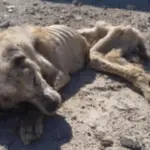 A Heartbreaking Tale That Inspires Hope and Compassion Worldwide