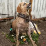 A Rescued Dog’s Story of Love and Loss
