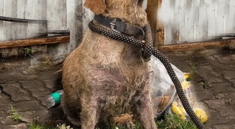 A Rescued Dog’s Story of Love and Loss