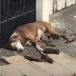 Abandoned Dog Gives Birth on the Street, But a Stranger’s Kindness Saved Her Family