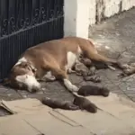 Abandoned Dog Gives Birth on the Street, But a Stranger’s Kindness Saved Her Family