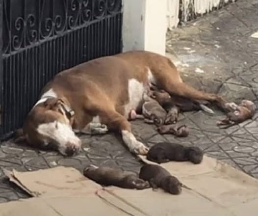Abandoned Dog Gives Birth on the Street, But a Stranger’s Kindness Saved Her Family