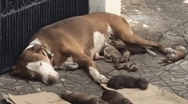Abandoned Dog Gives Birth on the Street, But a Stranger’s Kindness Saved Her Family