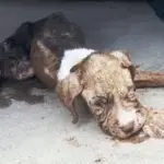 Abandoned and Helpless, Bentley’s Journey to Hope and Healing