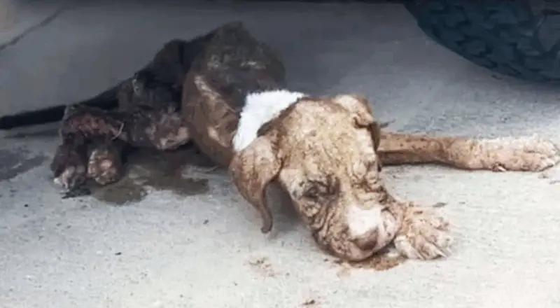 Abandoned and Helpless, Bentley’s Journey to Hope and Healing