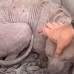 Abandoned and Sick, This Dog Learned to Trust Again Thanks to Compassionate Rescuers