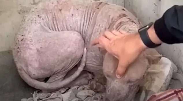 Abandoned and Sick, This Dog Learned to Trust Again Thanks to Compassionate Rescuers