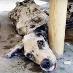 Abandoned at a Hotel to Avoid Paying the Bill, This Dalmation’s Rescue Stuns Everyone