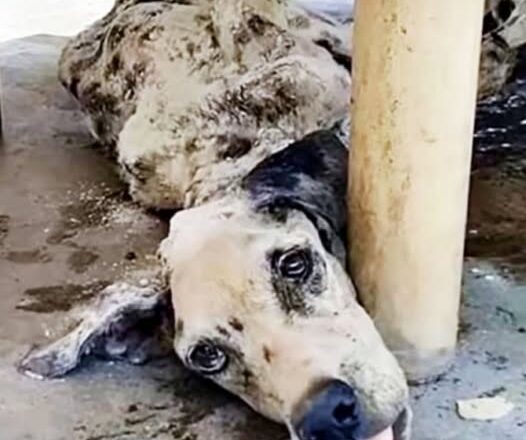 Abandoned at a Hotel to Avoid Paying the Bill, This Dalmation’s Rescue Stuns Everyone