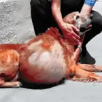 Abandoned with a 46-Pound Tumor, This Golden Retriever Finally Found Love Before His Final Goodbye
