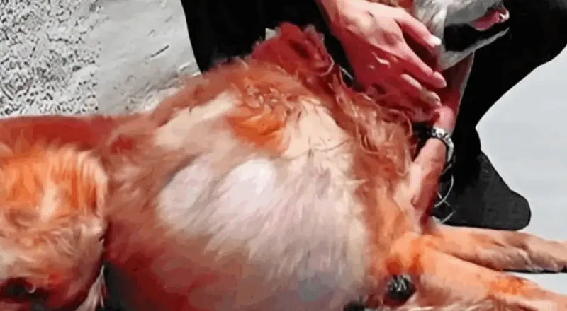 Abandoned with a 46-Pound Tumor, This Golden Retriever Finally Found Love Before His Final Goodbye