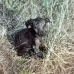 Amber the Puppy’s Journey to Hope and a Fresh Start!