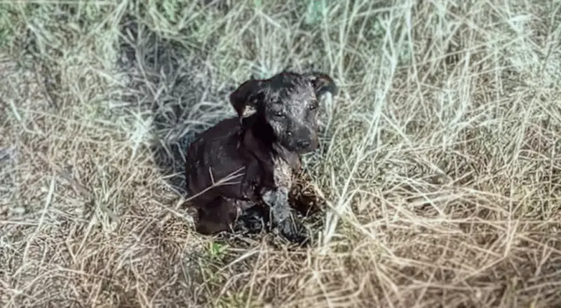 Amber the Puppy’s Journey to Hope and a Fresh Start!