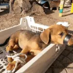 An Inspiring Tale of Compassion Triumphing Over Cruelty