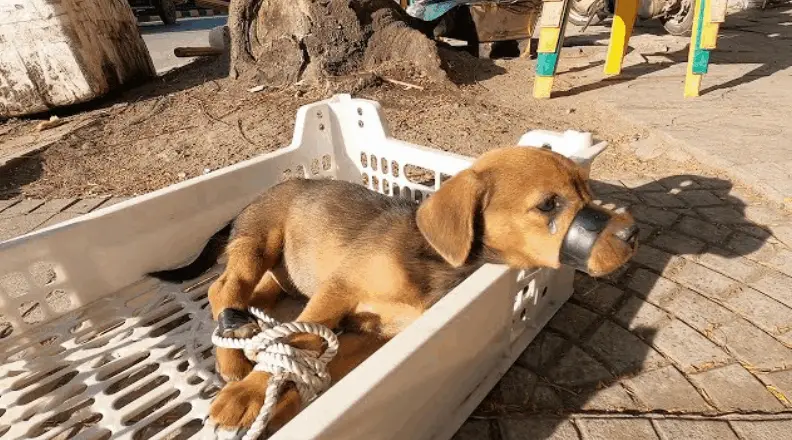 An Inspiring Tale of Compassion Triumphing Over Cruelty