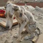 Angelo the Dog’s Remarkable Recovery