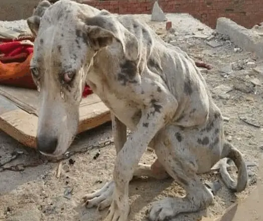 Angelo the Dog’s Remarkable Recovery