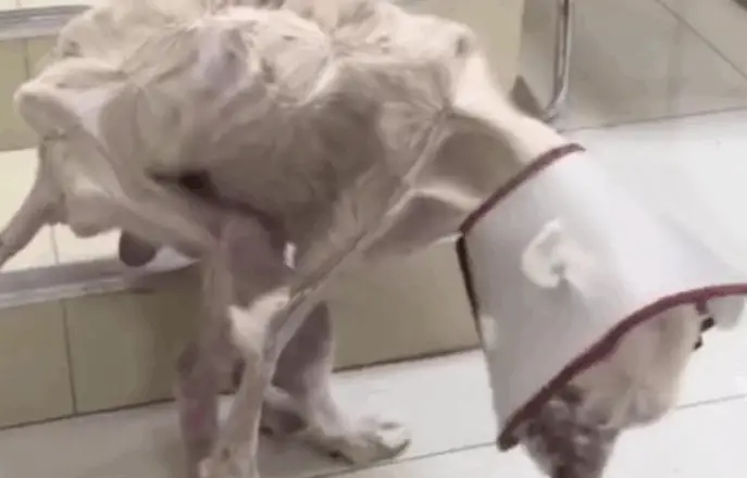 Beaten, Broken, and Left Unable to Walk—Mystery’s Journey to Joy Is Nothing Short of a Miracle