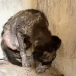 Brave Puppy Emerges from Shadows to Embrace the Light and Face New Adventures