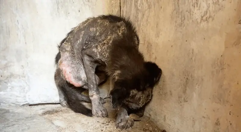 Brave Puppy Emerges from Shadows to Embrace the Light and Face New Adventures