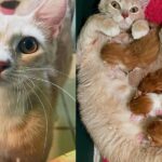 Cat Arrives at Doorstep, Starts Delivering Kittens, Minutes After Being Inside, Her True Self Comes to Life