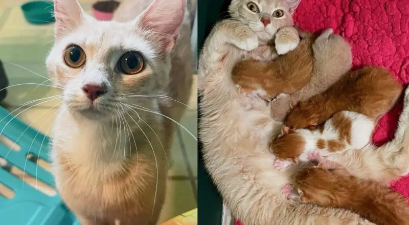 Cat Arrives at Doorstep, Starts Delivering Kittens, Minutes After Being Inside, Her True Self Comes to Life
