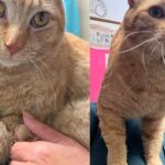Cat Left Out on the Streets Found His Way into Shelter, Determined to be Someone’s One and Only