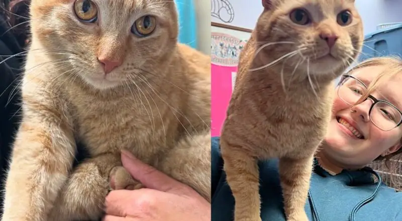 Cat Left Out on the Streets Found His Way into Shelter, Determined to be Someone’s One and Only