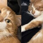 Cat Once Left Out on the Streets Turns into Ultimate Lap Cat, Eager to Be Everyone’s ‘Weighted Blanket’