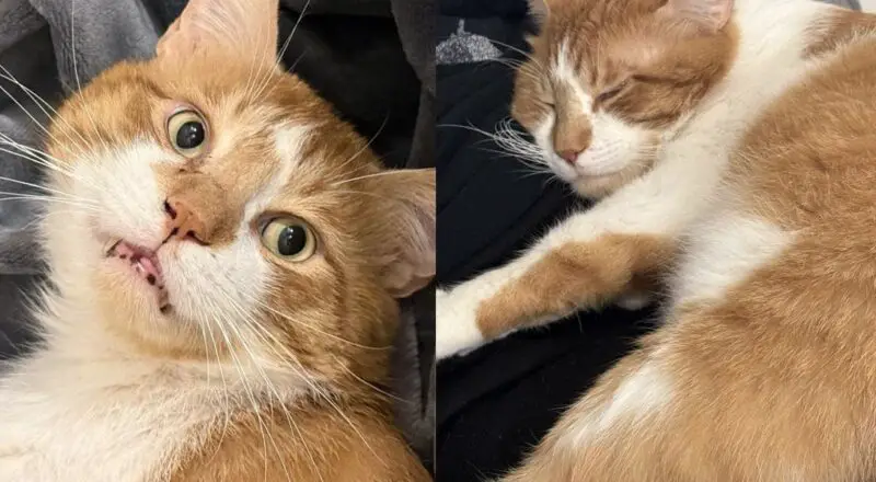 Cat Once Left Out on the Streets Turns into Ultimate Lap Cat, Eager to Be Everyone’s ‘Weighted Blanket’