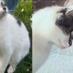 Cat Waits in Park, ‘Trimming’ the Lawn and Hoping People Find Him and Recognize His Greatness